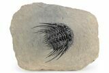Spiny Leonaspis Trilobite - Amazing Flying Preparation #245565-2